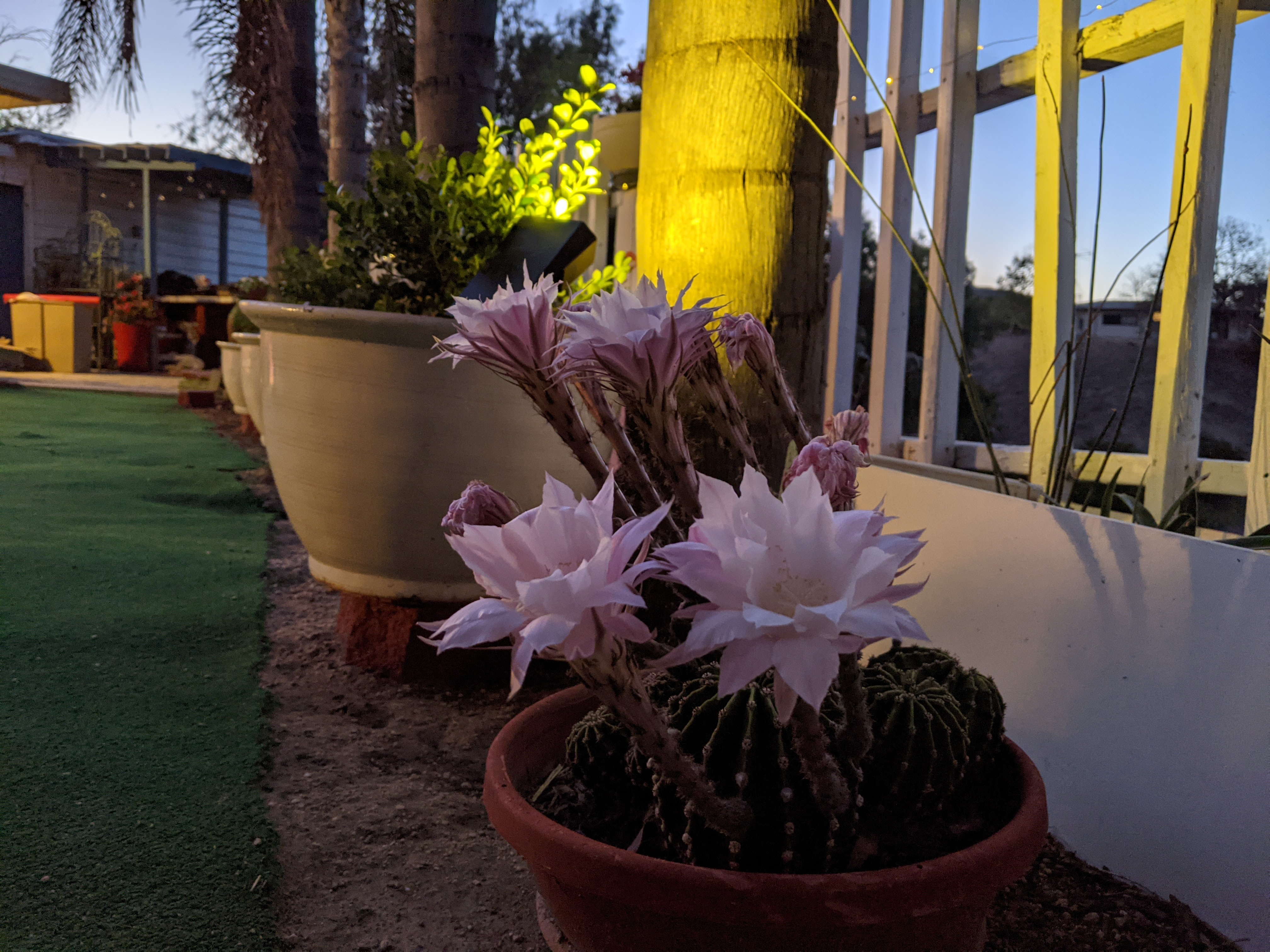 cactus flowers