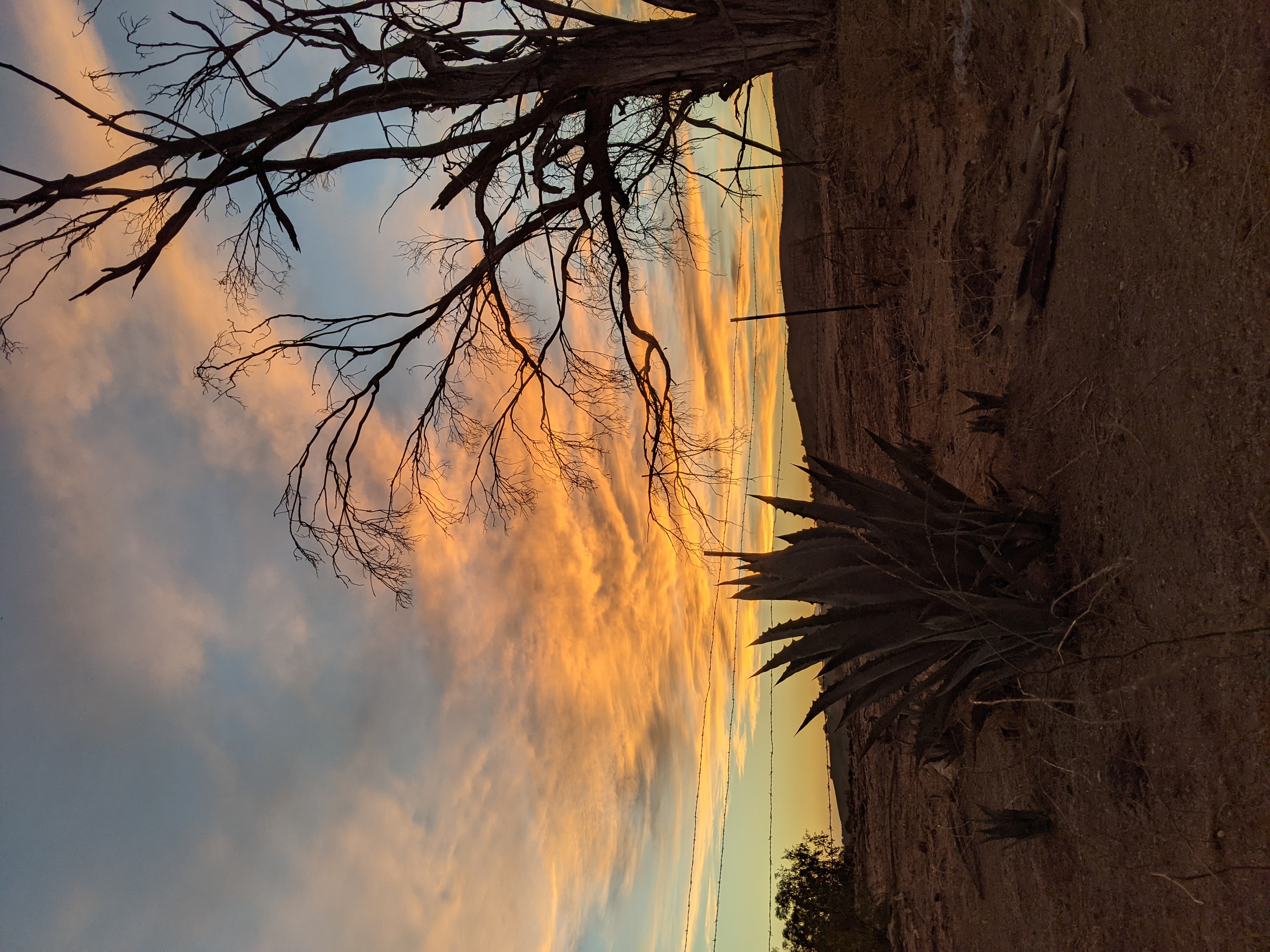 agave and tree