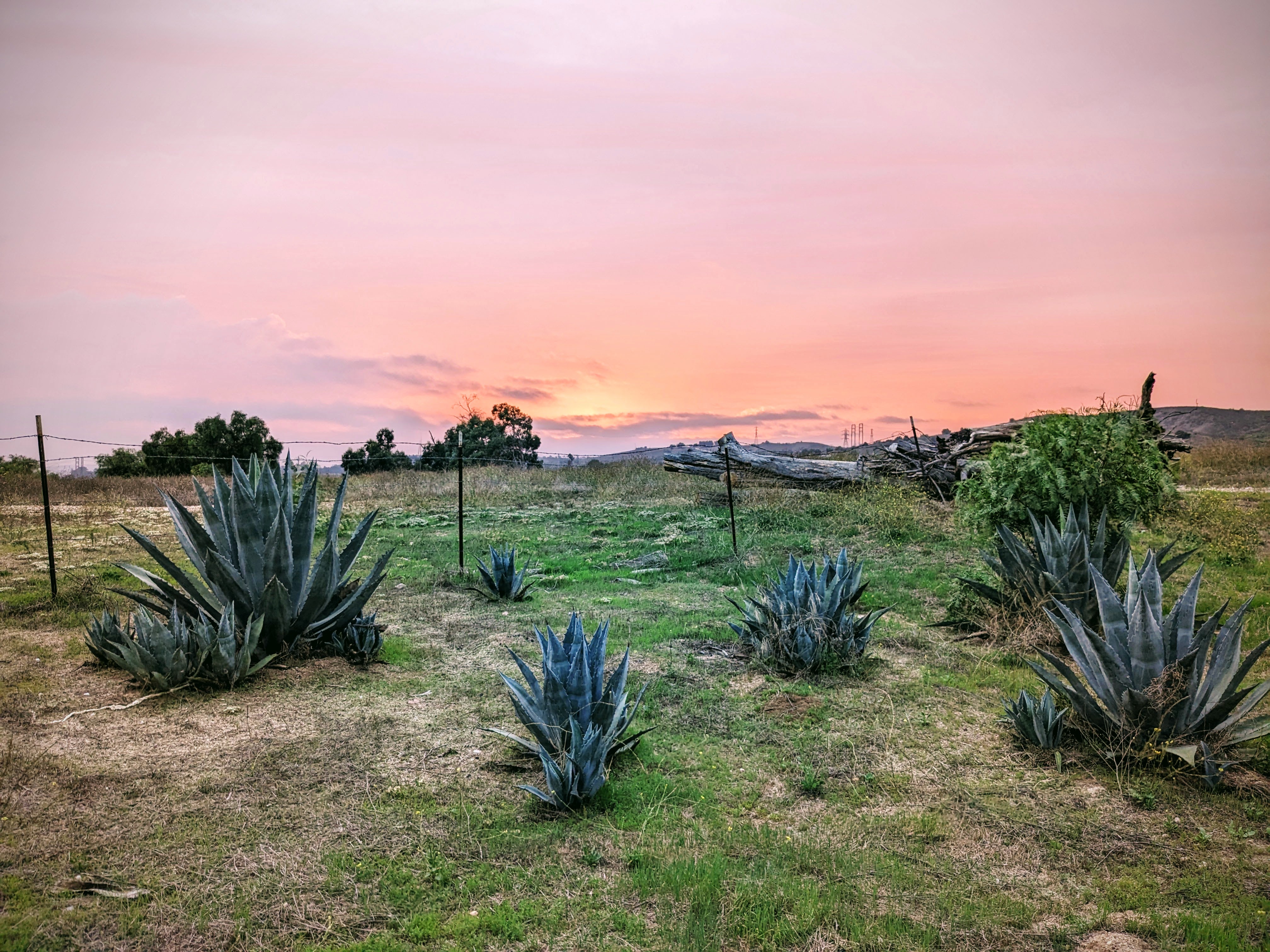 agave plants